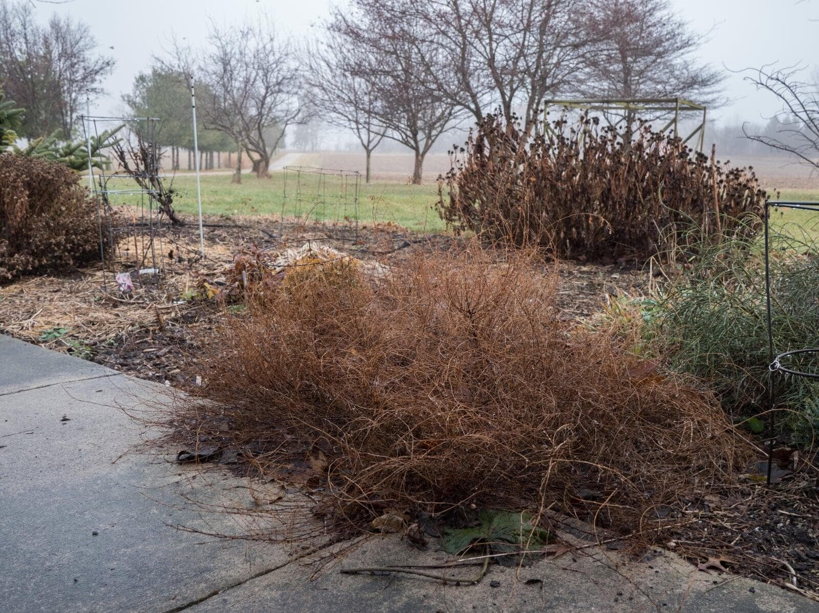 dry plants in lack of irrigation system