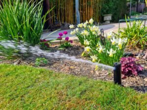 lawn irrigation with popup sprinklers