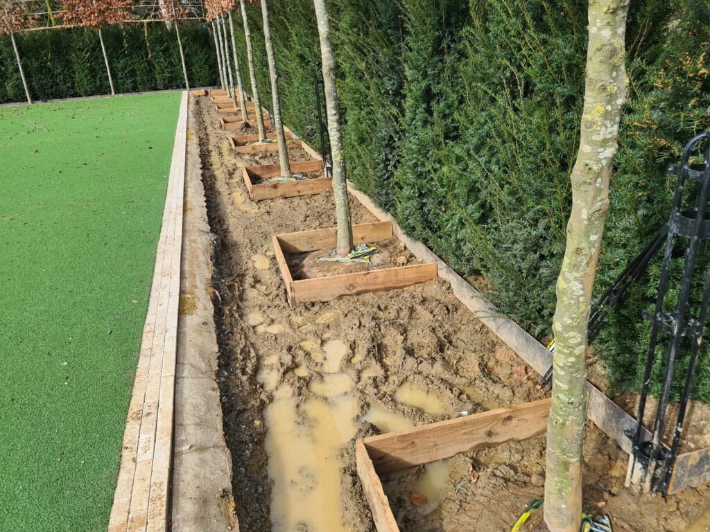 Irrigation for pleached trees